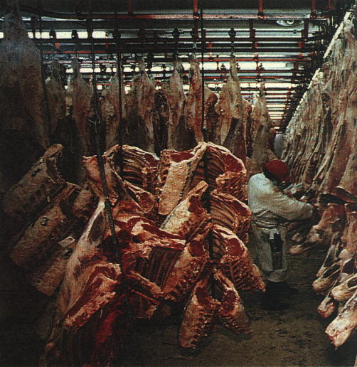 the human cost of slaughterhouses Vegina